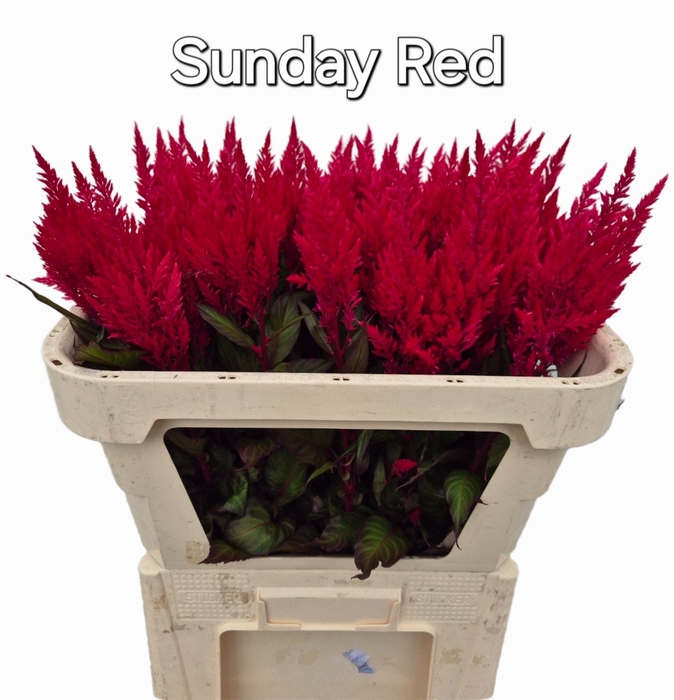 <h4>CEL P SUNDAY RED</h4>