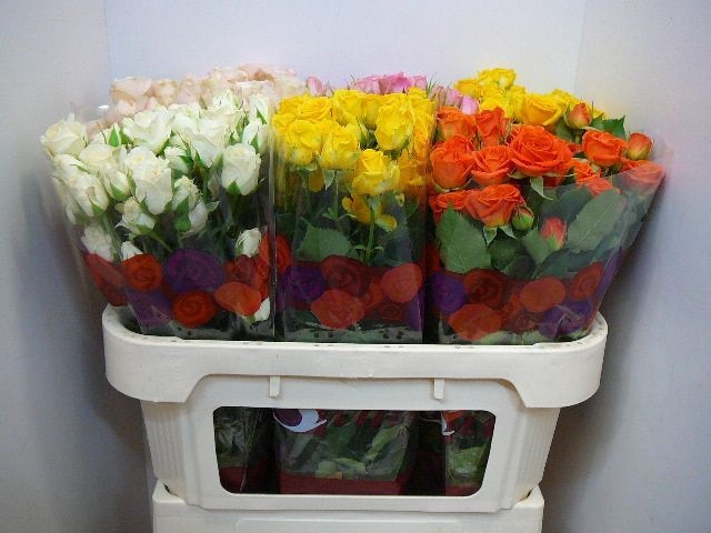 <h4>R TR GEM IN FUST</h4>