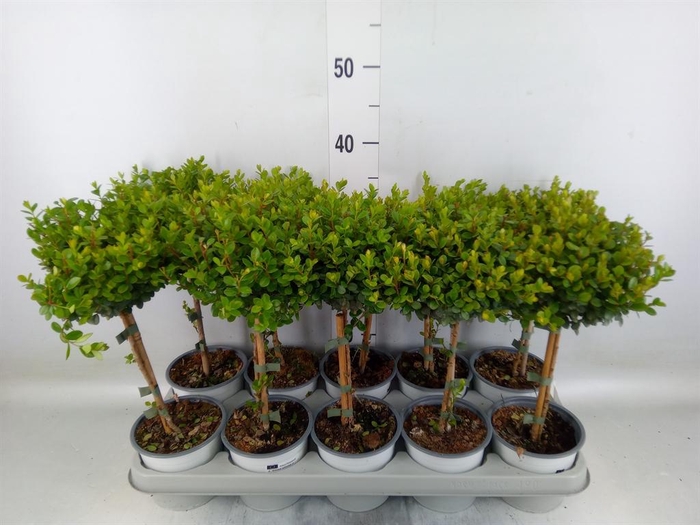 <h4>Myrsine africana</h4>