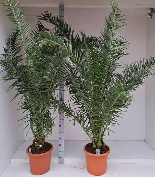 <h4>PHOENIX CANARIENSIS</h4>