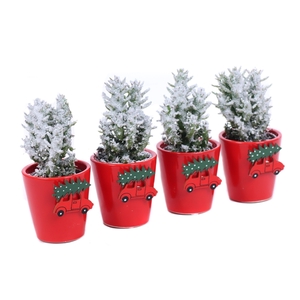 Opuntia subulata frosted 5,5 cm in rode sierpot met kerst auto sticker