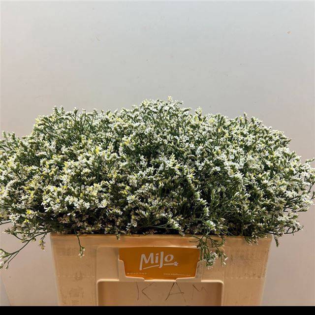 <h4>LIM SIN CHINA WHITE</h4>