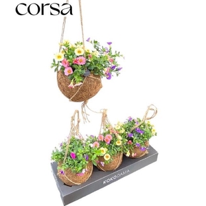 CALIB TRIOB P GEM PT