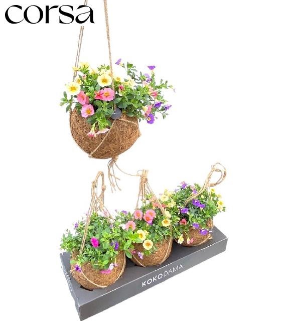 <h4>CALIB TRIOB P GEM PT</h4>