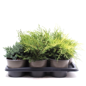 Platgroeiende mix P-17