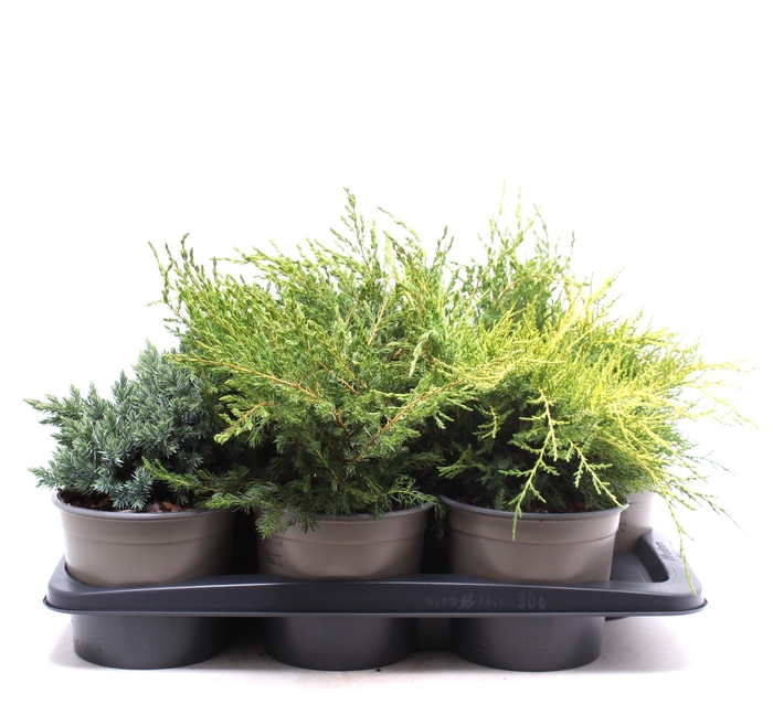 <h4>Platgroeiende mix P-17</h4>