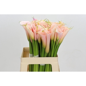 Zantedeschia Eydolls Salmon
