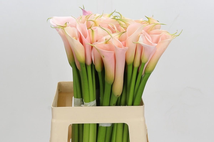 <h4>Zantedeschia Eydolls Salmon</h4>