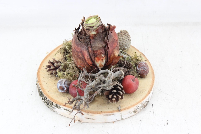 <h4>arr4 Amaryllis MB - Hout schijf 1bol 285/5</h4>