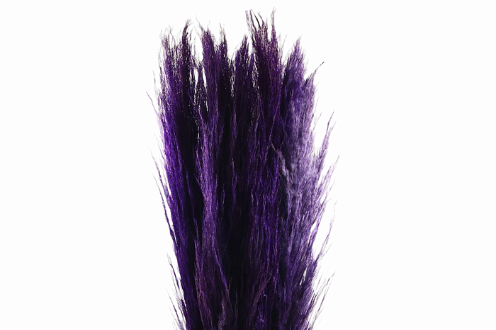 Cortaderia Purple