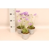 vaste planten 12 cm  Scabiosa columbaria Mariposa Blue