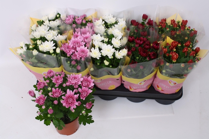 <h4>CHRYS GEVULDBL GEM</h4>