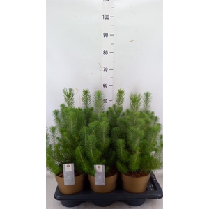 Pinus pinea 'Silver Crest'