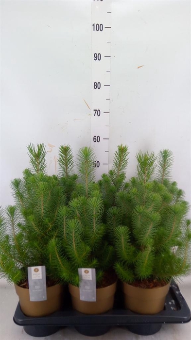 <h4>Pinus pinea 'Silver Crest'</h4>