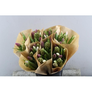 Hyacint-tulp Mix(rose)