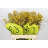 Anigozanthos Yellow Gem