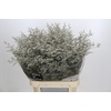 Limonium ov Misty White