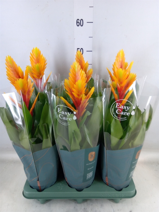 <h4>Vriesea  'Intenso Flame'</h4>