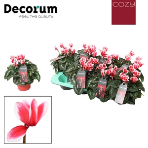 Cyclamen 'Fantasia Artic Red' | Decorum