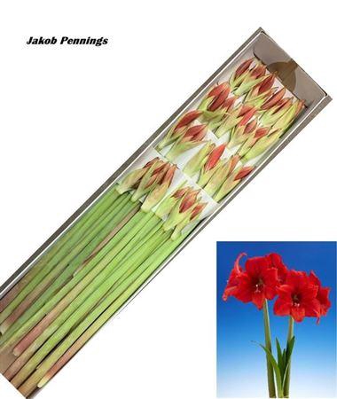 <h4>Hipp Ga Red Tiger</h4>