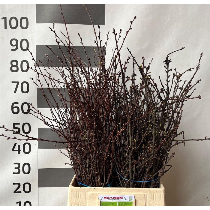 <h4>Kersenbloesem P Bunch</h4>