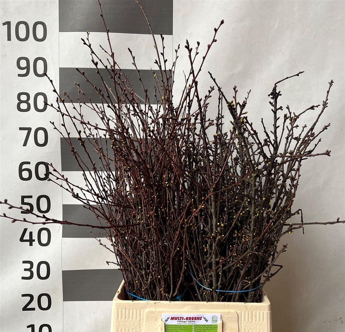 <h4>Kersenbloesem P Bunch</h4>