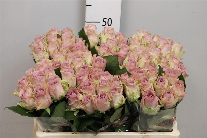 <h4>R Gr Memory Lane!</h4>