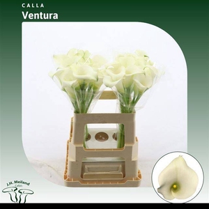 ZANT CAPT VENTURA
