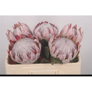 PROTEA CYNAROIDES