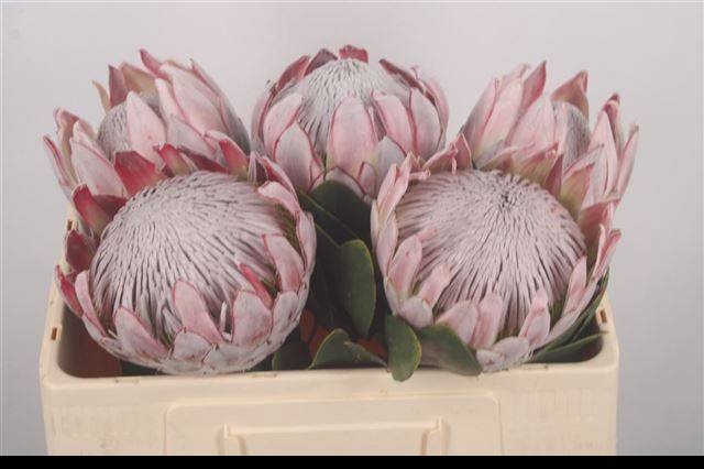 <h4>PROTEA CYNAROIDES</h4>