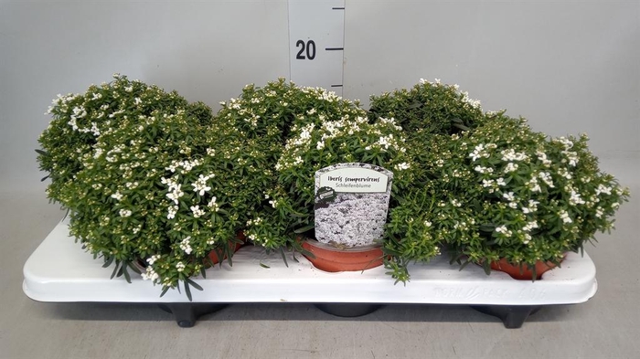 <h4>Iberis semp.</h4>