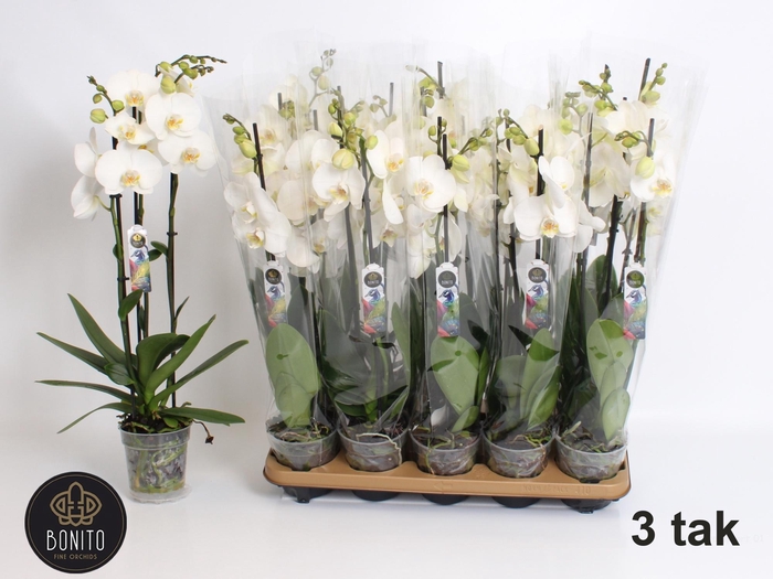 <h4>PHAL AN NOTTINGHAM</h4>