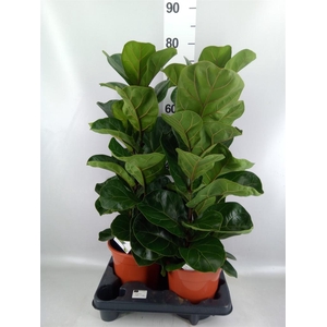 Ficus   ...