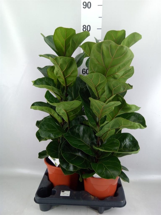 <h4>Ficus   ...</h4>
