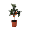 Citrus aurantium 'Chinotto'