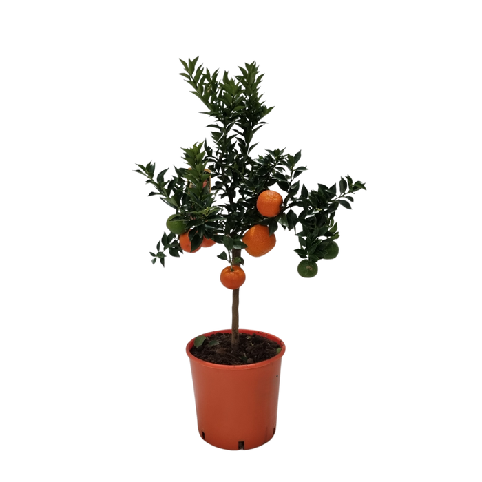 Citrus aurantium 'Chinotto'