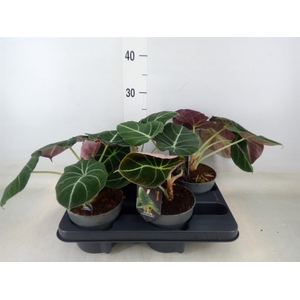 Alocasia  'Black Velvet'