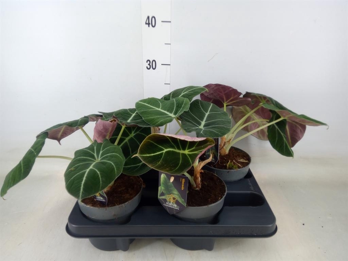 <h4>Alocasia  'Black Velvet'</h4>