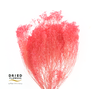 Dried Bleached Broom Bloom Milka