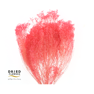 Dried Bleached Broom Bloom Milka