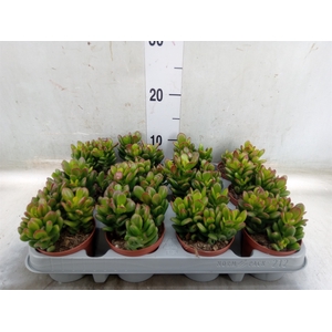 Crassula ovata 'Gandalf'
