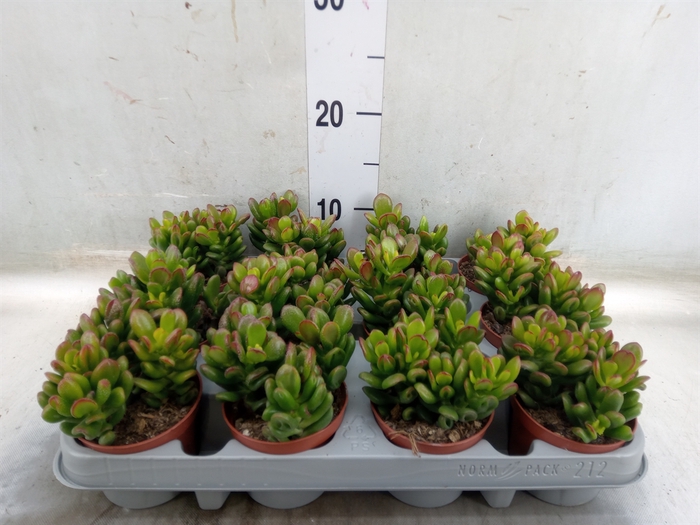 <h4>Crassula ovata 'Gandalf'</h4>