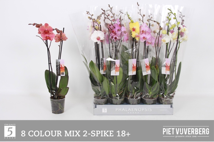 <h4>PHAL GEM 8 KL</h4>
