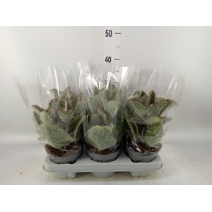 Kalanchoe NF beharensis