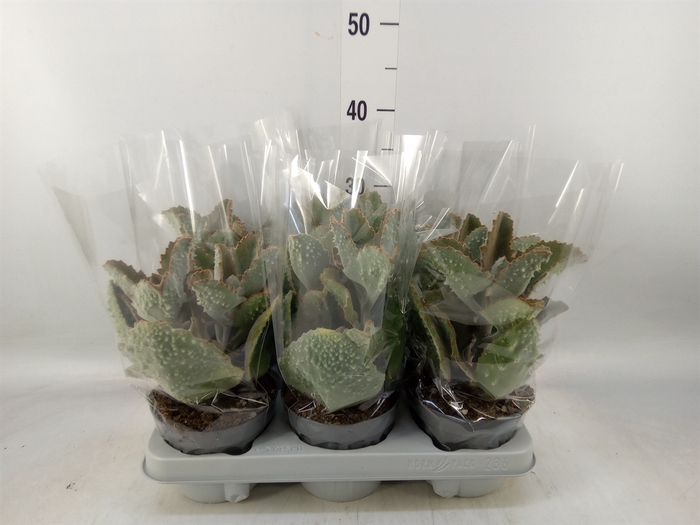 <h4>Kalanchoe NF beharensis</h4>