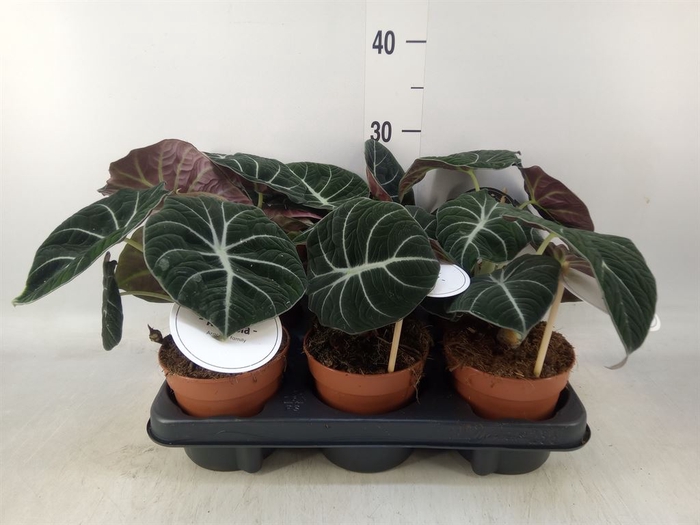 <h4>Alocasia  'Black Velvet'</h4>