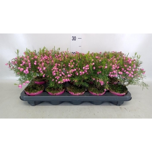 Boronia heterophylla