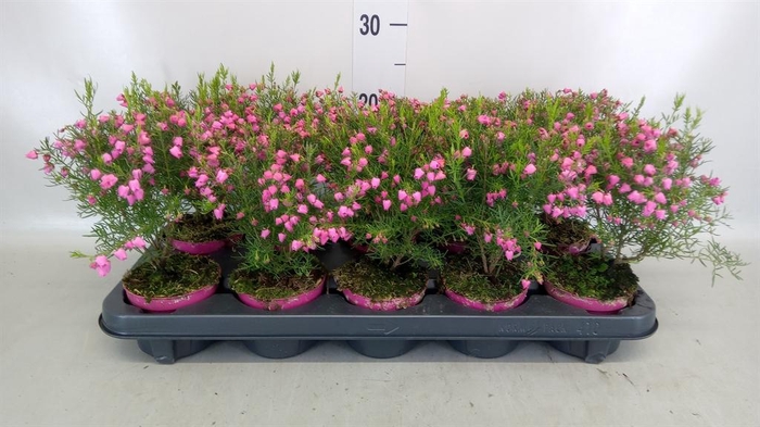 <h4>Boronia heterophylla</h4>