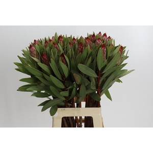 PROTEA ROBIJN