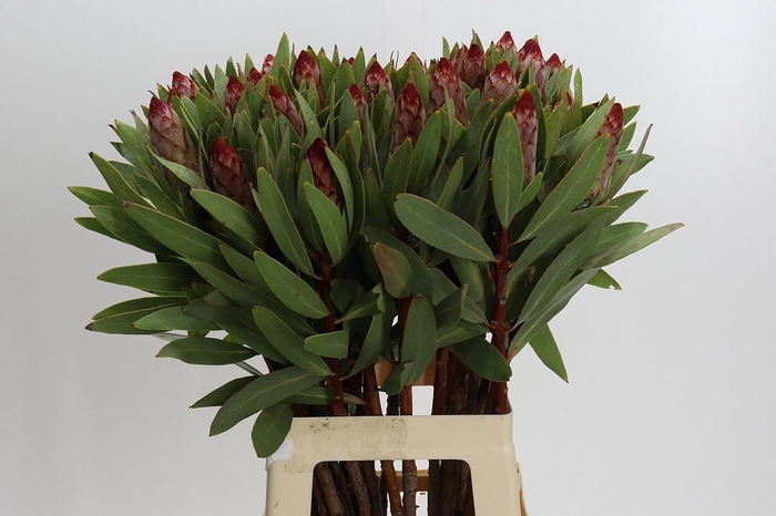 <h4>PROTEA ROBIJN</h4>